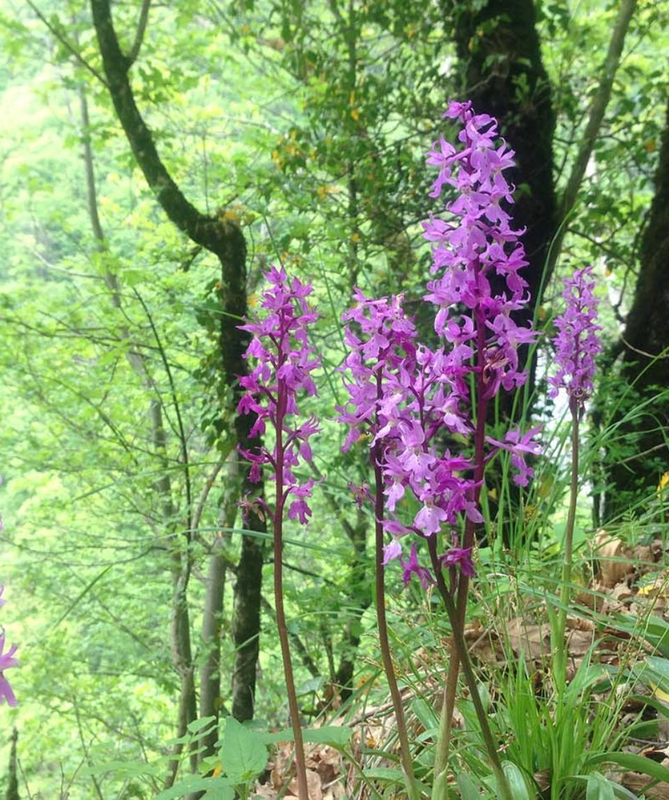 Tra-orchidee-e-peonie