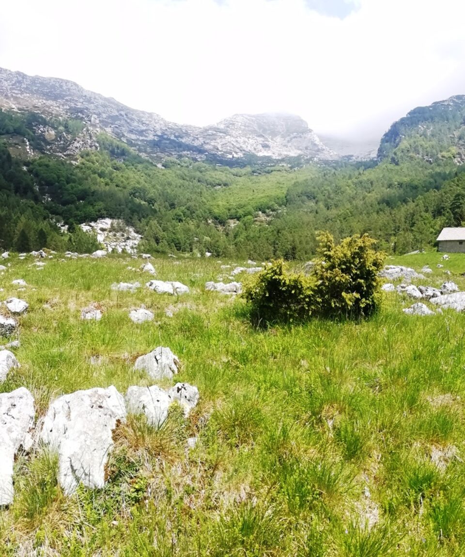 venal-alpago